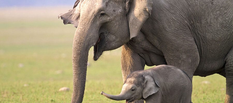 Kind elephants on your Cruise to Ko Samui