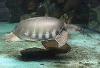 Kemp's Ridley Sea Turtle