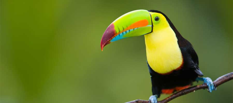 Colorful toucan in Puerto Limon