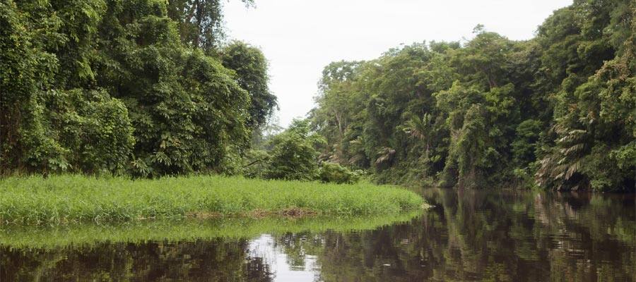 Tortuguero canals and jungle