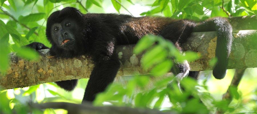 Howler monkey on your Puerto Limon cruise
