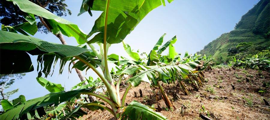 Visit the Banana fields on a Panama Canal cruise