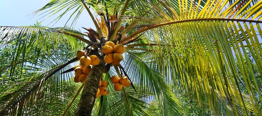 Relax under a tropical palm tree on a weekend cruise
