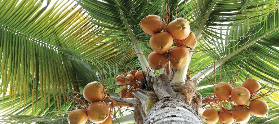 Palm tree on your Great Stirrup Cay cruise