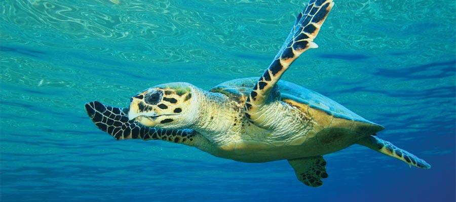 Snorkel on your Great Stirrup Cay cruise