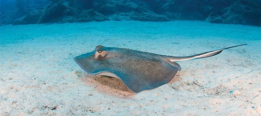 Swim with stingrays in Great Stirrup Cay
