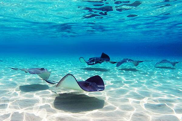 Stingray City