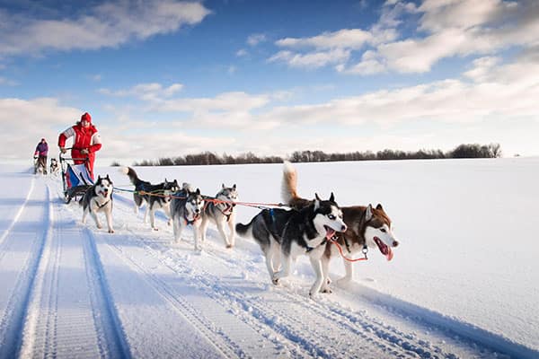 Dog Sledding Facts for Your Alaska Cruise