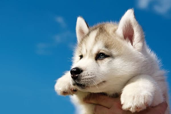 Husky Puppy
