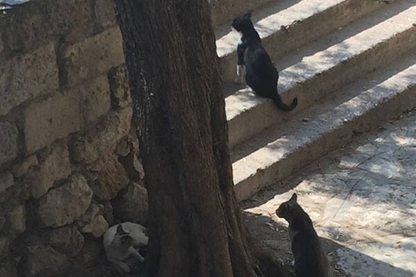 Cat posses hang out in the streets of Athens, Greece