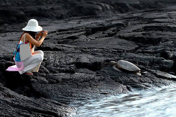 Take pictures of sea turtles on a Hawaii cruise