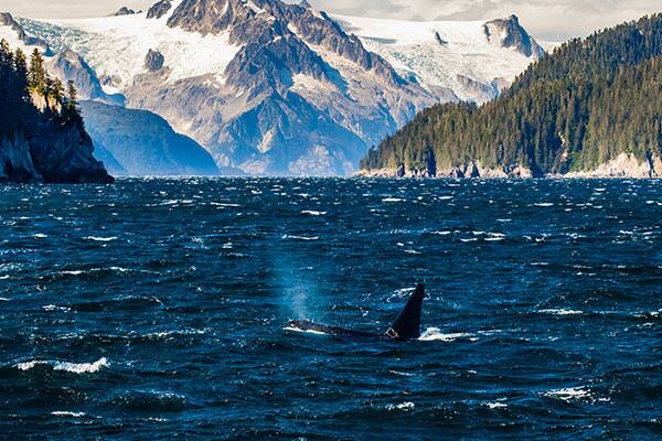 Kenai Fjords National Park