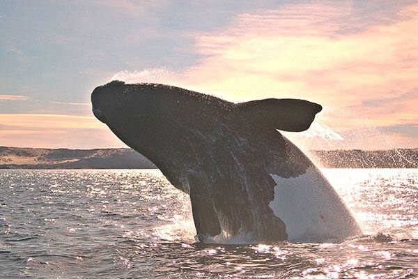 Whales in Puerto Madryn Whales in Puerto Madryn