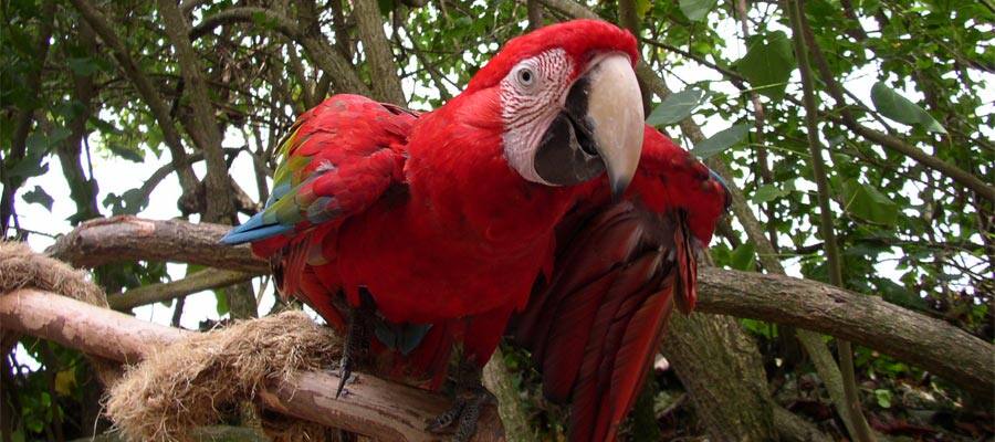 Keep an eye out for wildlife in Jamaica