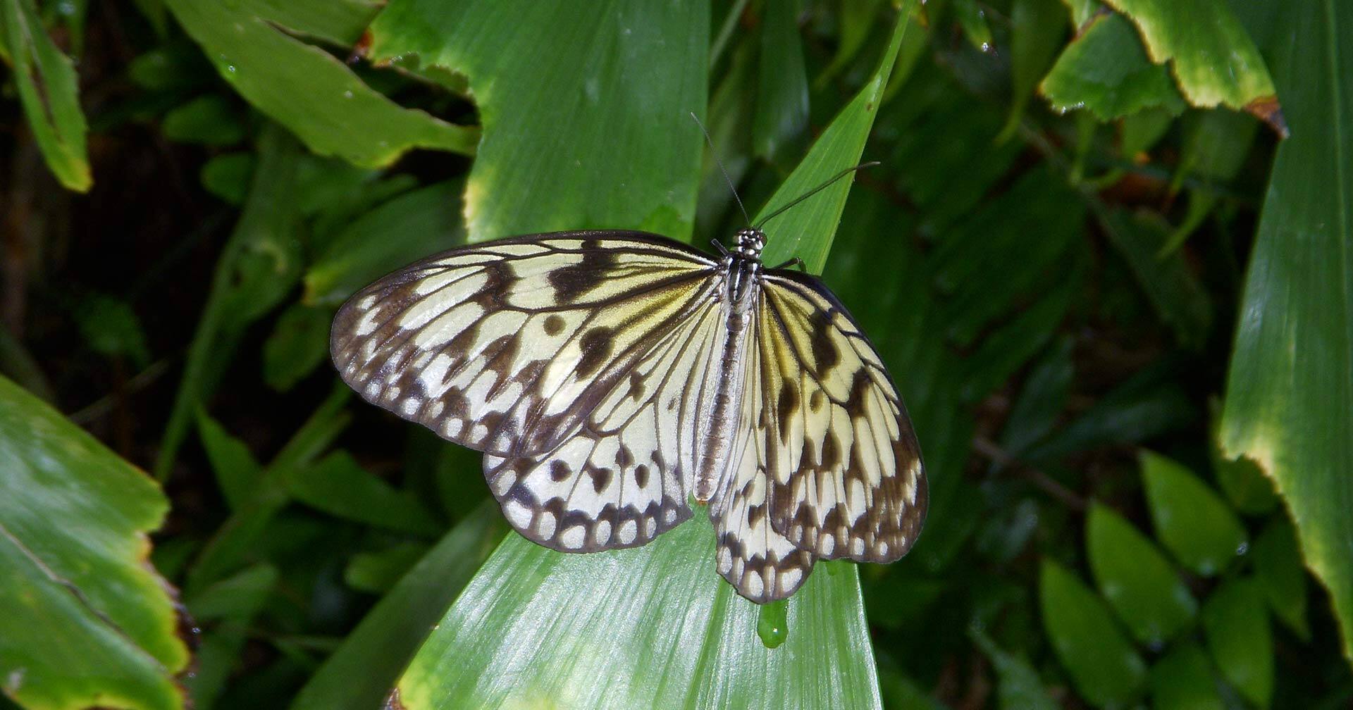 Natural Wonders Of Aruba