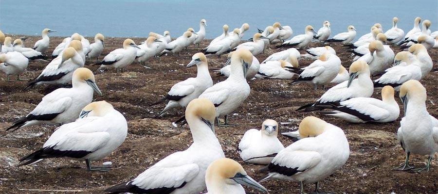 Gannet Colony on a Cruise to Dunedin