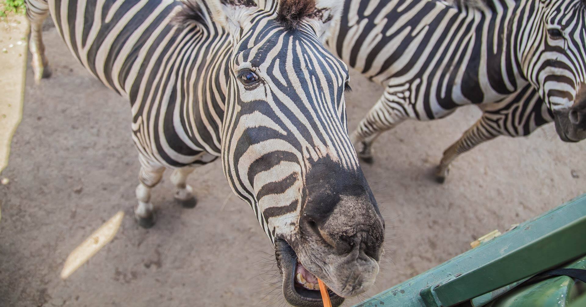 Sabana Adventure Safari