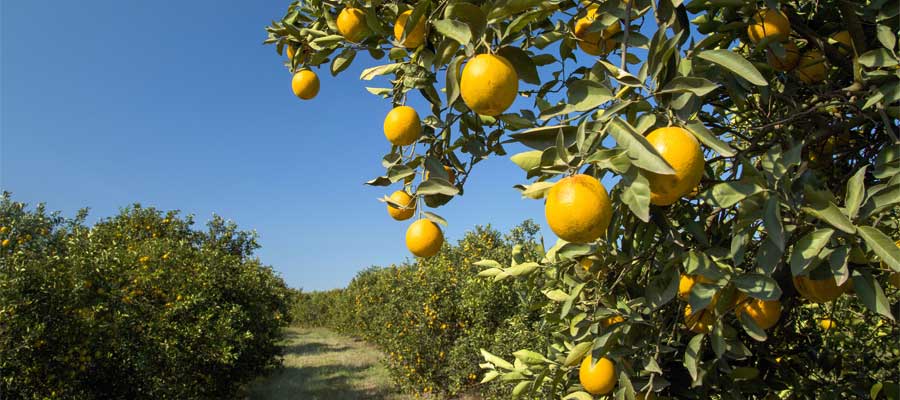 Oranges in Port Canaveral