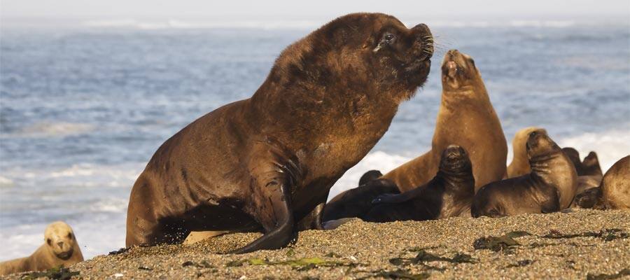 Sea lion at the beach in Puerto Madryn