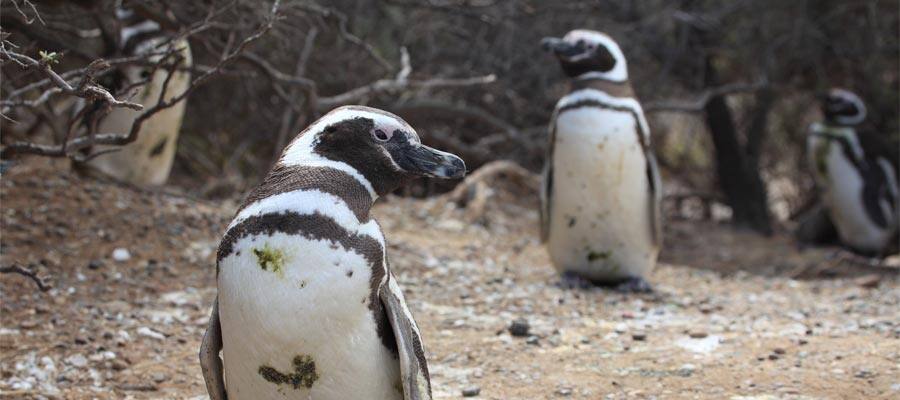 Two magellanic penguins