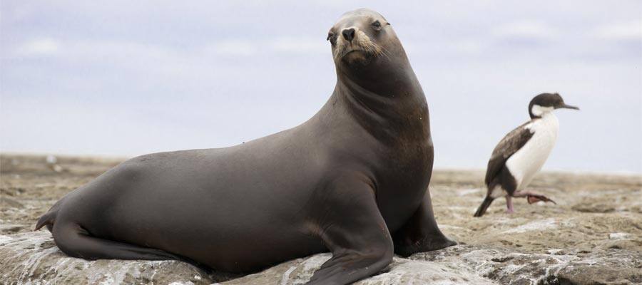 Female of south american sea lion 
