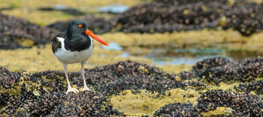 American oystercatcher in Puerto Madryn