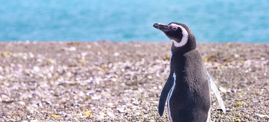 16-Day Antarctica & South America from Buenos Aires: Argentina, Falkland Islands & Uruguay
