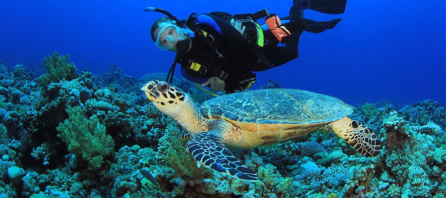 Snorkel on Caribbean cruises