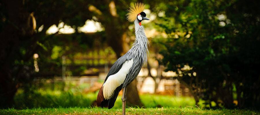 Check out Audubon Park when you cruise to New Orleans