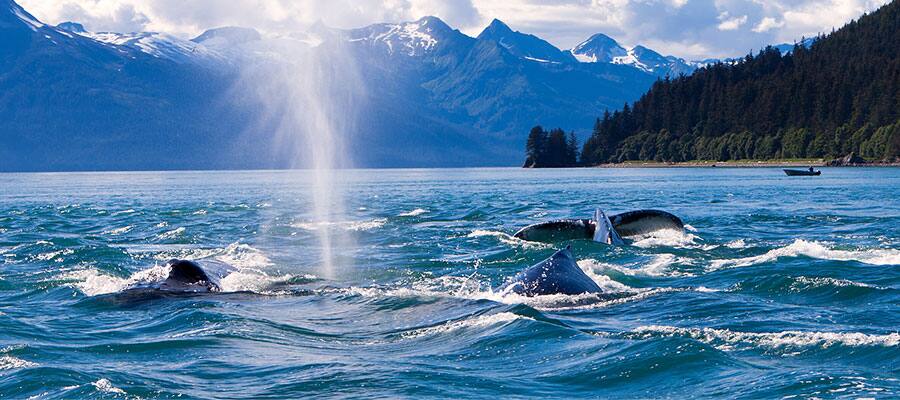 Wildlife in Seward on your Alaska cruise