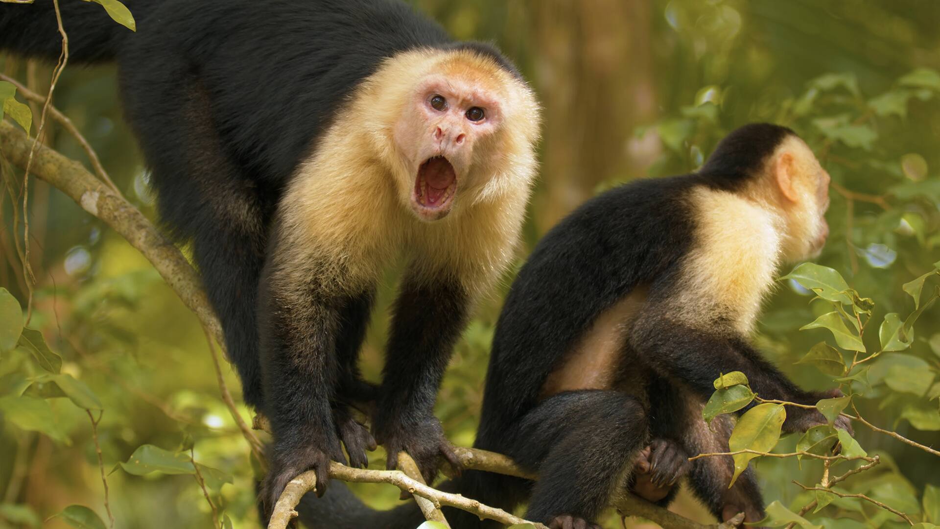 Tabyana Beach & Gumbalimba Preserve