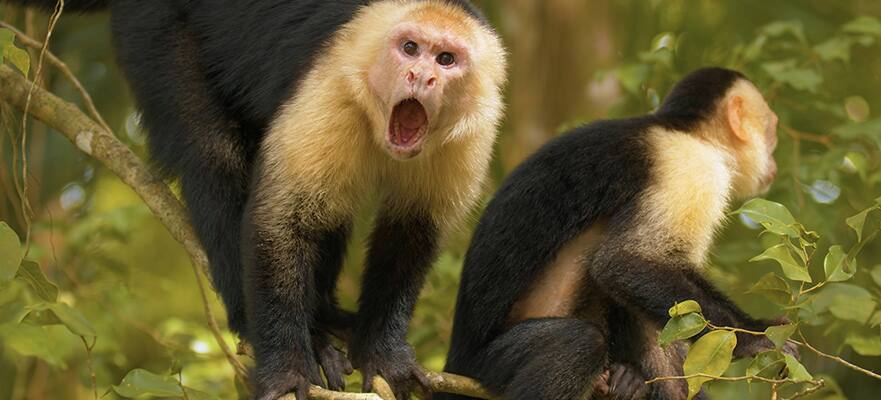 NCL Cruise Excursion Tours - Gumbalimba Preservation Park Tours