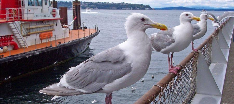 Seagulls on the wharf on your Seattle cruise