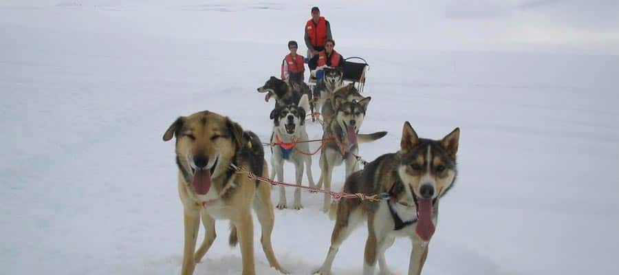 Skagway Glacier Dogsled on an Alaskan cruise