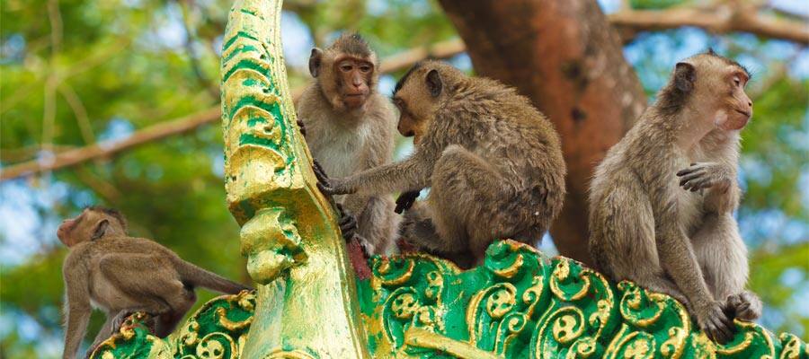 Monkeys at a buddhist temple on your Asia cruise