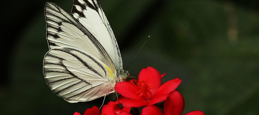 Beautiful wildlife in Sihanoukville