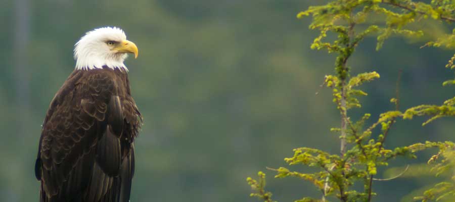 Bald Eagle