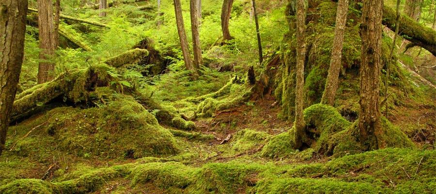 Tongass National Forest