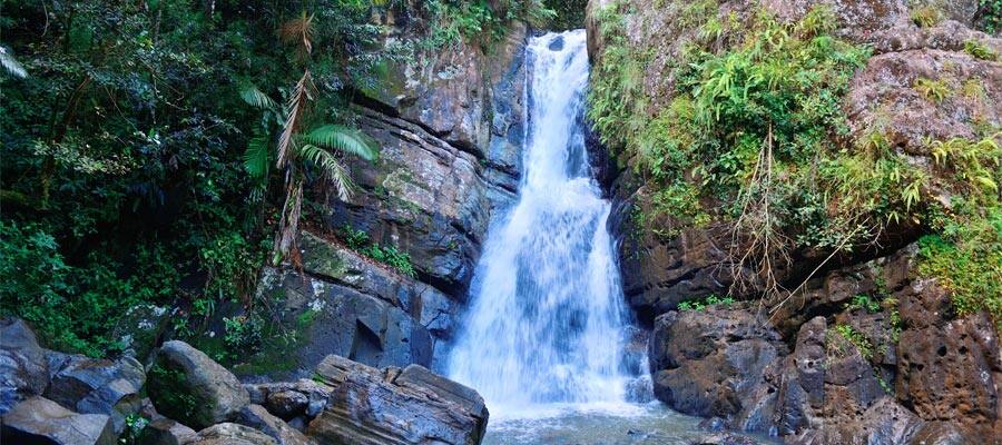 Tropical Rain forest in San Juan