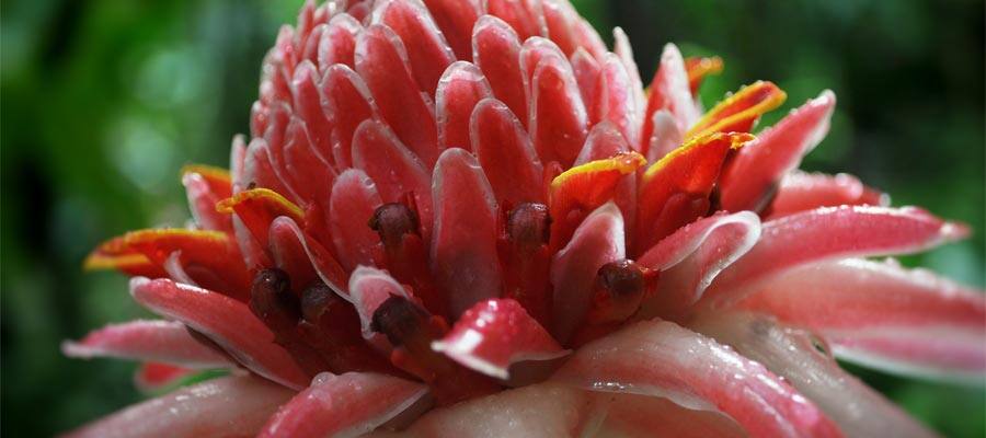 Colorful flowers on your Caribbean cruise