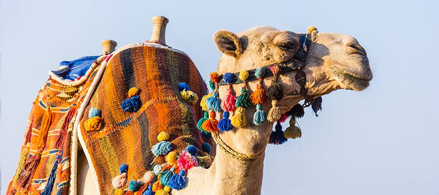 African camel on a cruise to Sharm el Sheikh