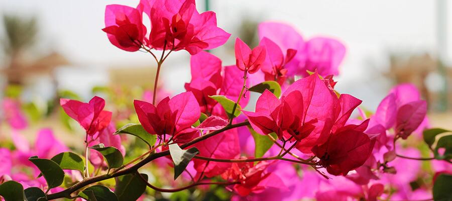 Bougainvillea in bloom in a Sharm el Sheikh Cruise