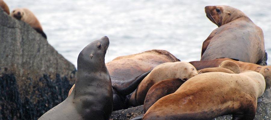 Sea loins on the coast on your Alaska cruise