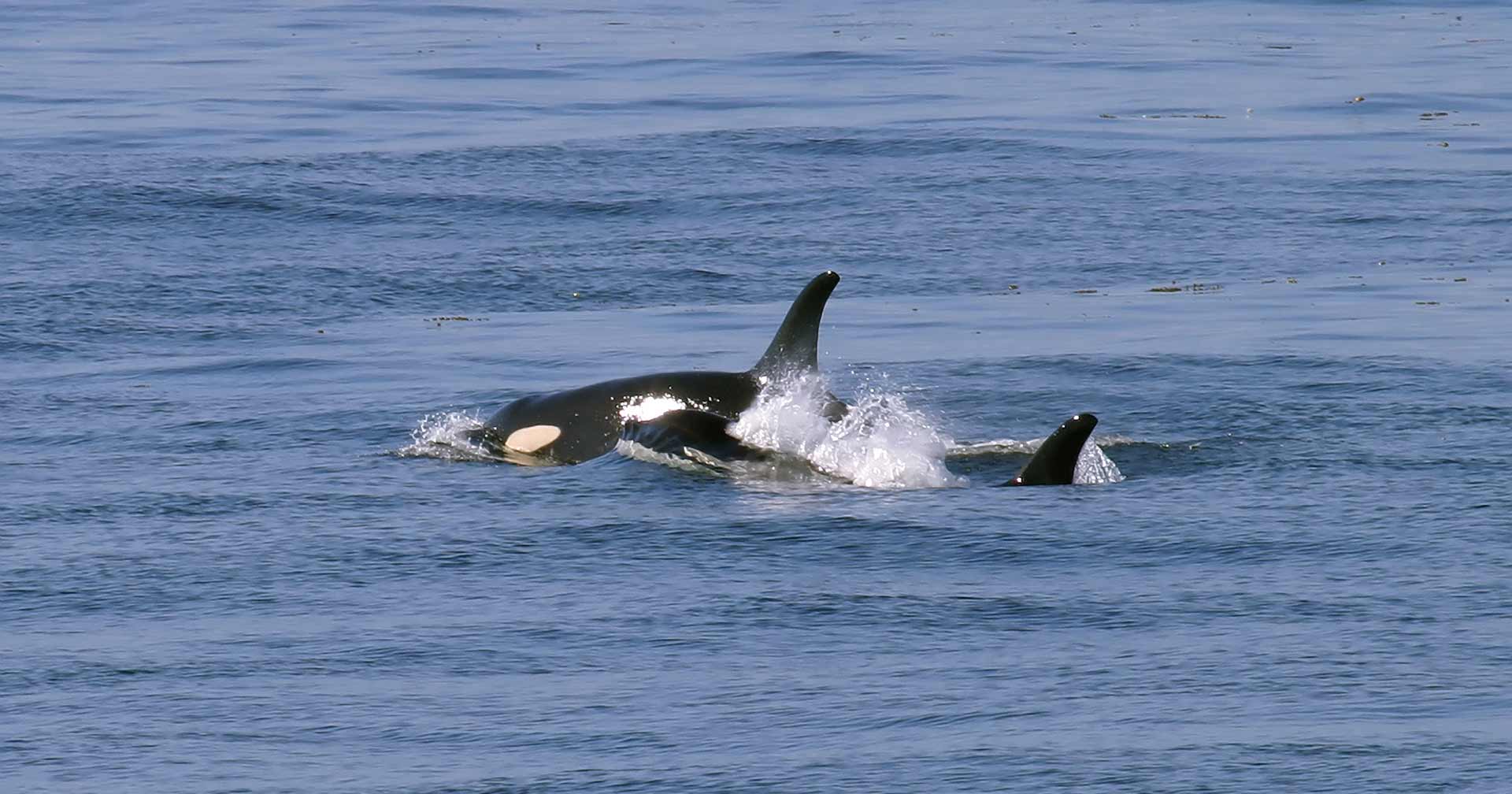 Whale And Wildlife Tour 