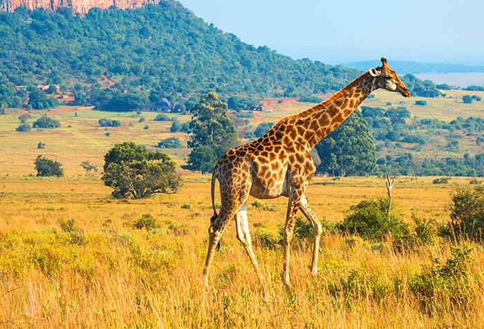 Cruises to Richard’s Bay, South Africa
