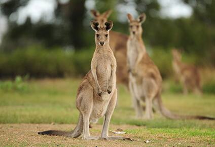New Australia Cruises