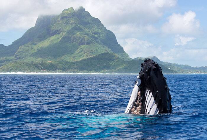 Cruises to Mo'orea'