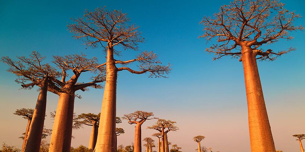 Cruises to Madagascar