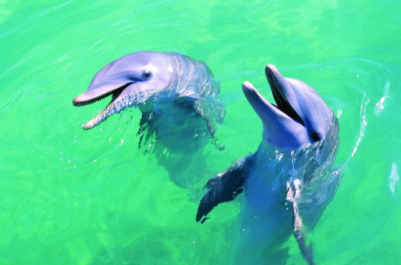 Swim with the Dolphins