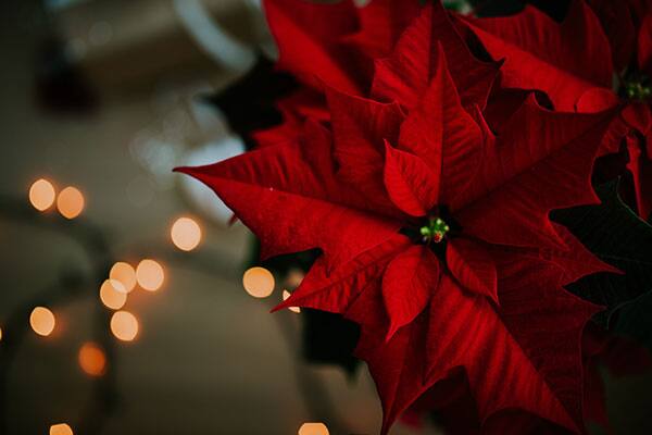 Beautiful Christmas Decorations